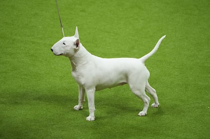 Westminster Kennel Club