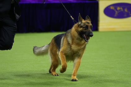 Westminster Kennel Club