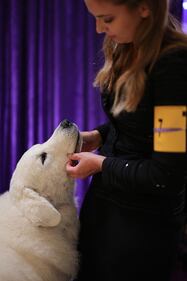 Westminster Kennel Club